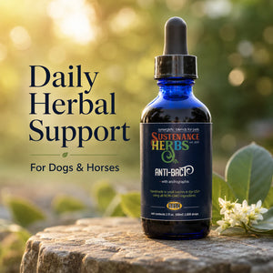 AntiBacT™ – Herbal Wellness Support for Dogs & Horses
