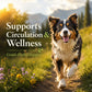 Lymphatic Mover™ – Natural Lymphatic Support for Dogs & Horses